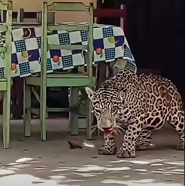 La Fiscalía de Beni ordena la aprehensión del presunto responsable de la muerte de un jaguar