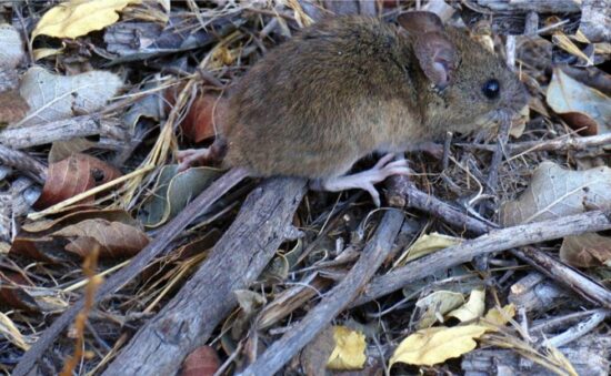 Sedes refuerza la prevención en Tarija tras registrar tres fallecimientos por hantavirus